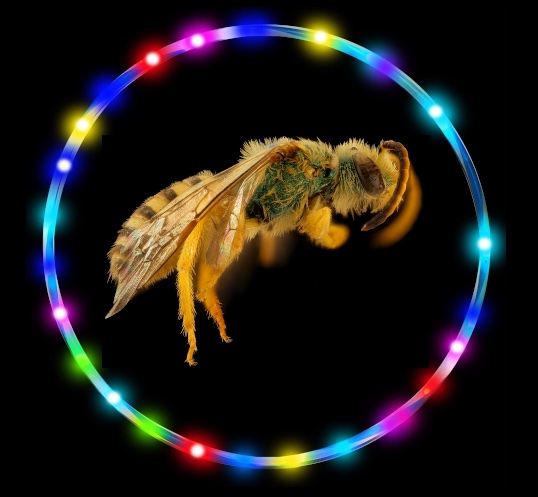 bee flying through LED hula hoop